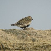 Eurasian Golden-Plover
